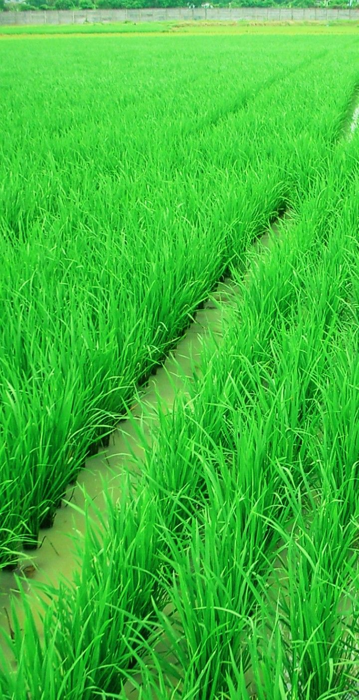 Projet de production de riz irrigué au bord du Mono – 2 000 ha